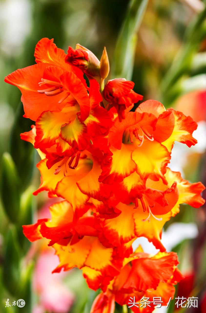 唐菖蒲什么时候开花,唐菖蒲一年开几次花? 唐菖蒲什么时候开花,唐菖蒲一年开几次花?
