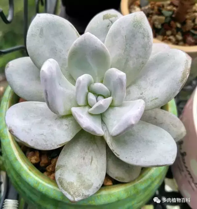 碧玉莲如何度夏,碧玉莲叶子瘪了怎么办? 碧玉莲如何度夏,碧玉莲叶子瘪了怎么办?