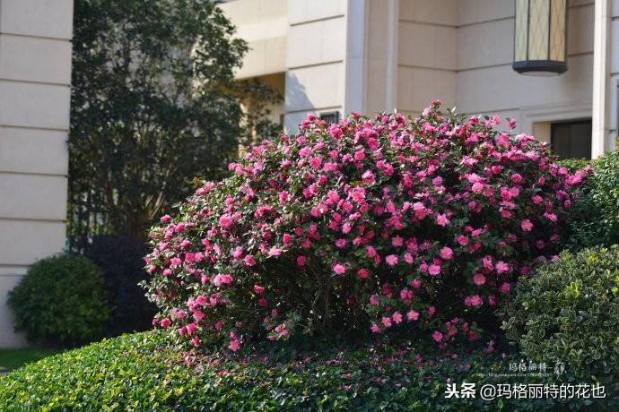 如何使茶梅在圣诞开花，茶梅开白花怎么办?