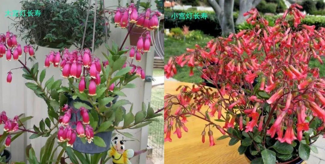 落地生根怎么养才能开花,长寿花怎么养才能爆盆? 落地生根怎么养才能开花,长寿花怎么养才能爆盆?