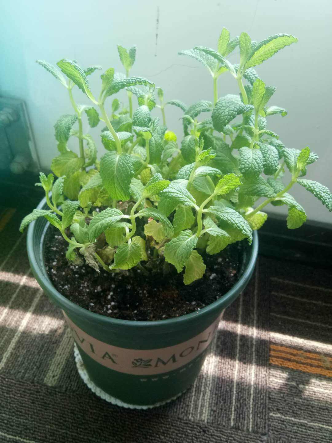薄荷播种方法和时间，薄荷可以一年四季种吗，薄荷四季常青吗?