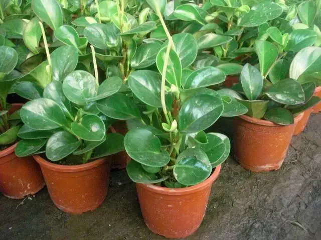 豆瓣绿开花后怎么处理，豆瓣绿开花是什么样子的?