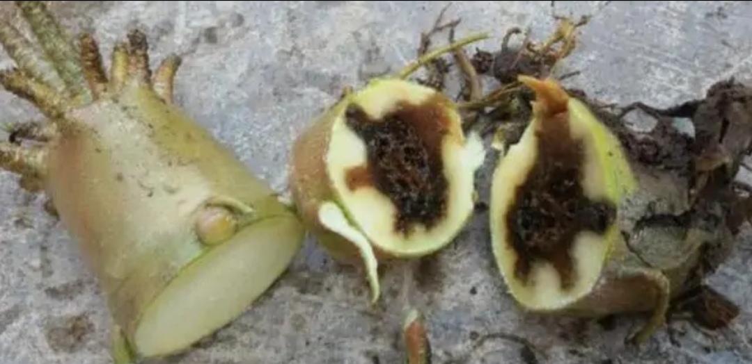 不夜城的分株繁殖,蝴蝶兰是怎么繁殖的? 不夜城的分株繁殖,蝴蝶兰是怎么繁殖的?