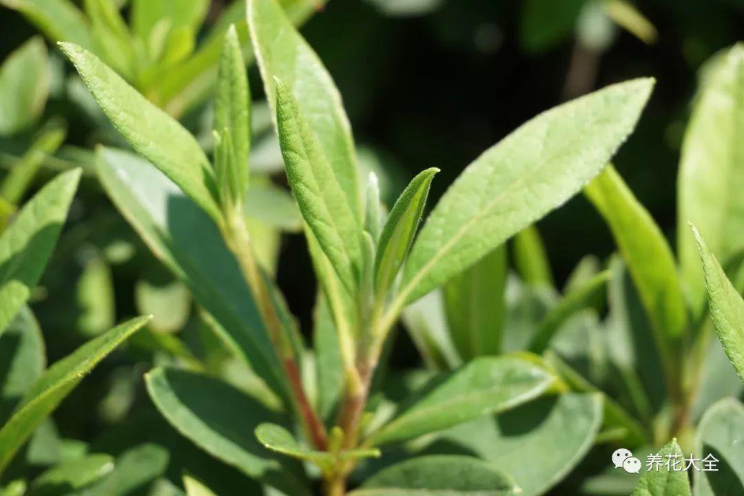 怎么让杜鹃花开花，开花前用什么肥，什么肥能让花卉快速生长?