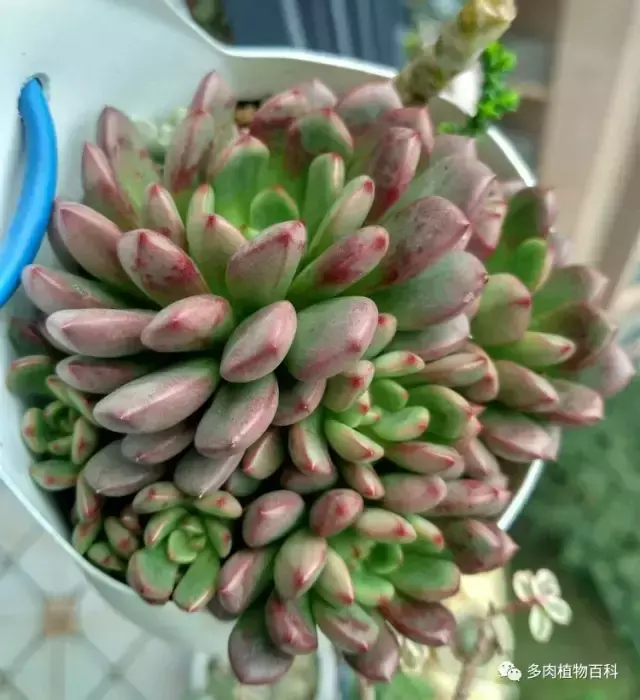 碧玉莲如何度夏,碧玉莲叶子瘪了怎么办? 碧玉莲如何度夏,碧玉莲叶子瘪了怎么办?