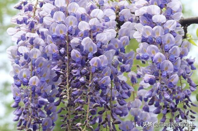 长春蔓开花吗，长春蔓和常春藤一样吗?
