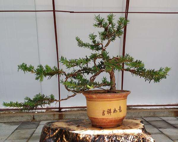 澳洲杉开花吗,澳洲杉如何打顶? 澳洲杉开花吗,澳洲杉如何打顶?