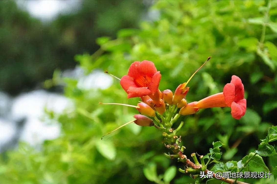 长春蔓开花吗，长春蔓和常春藤一样吗?