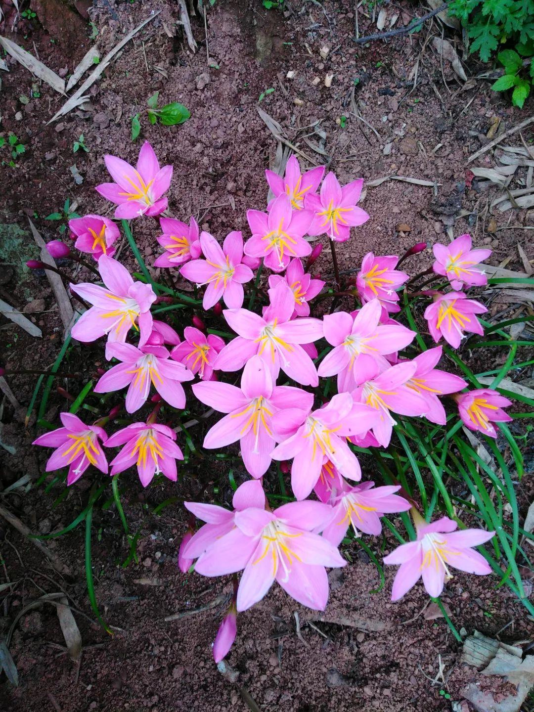 葱兰什么时候开花，葱兰和韭兰的区别?