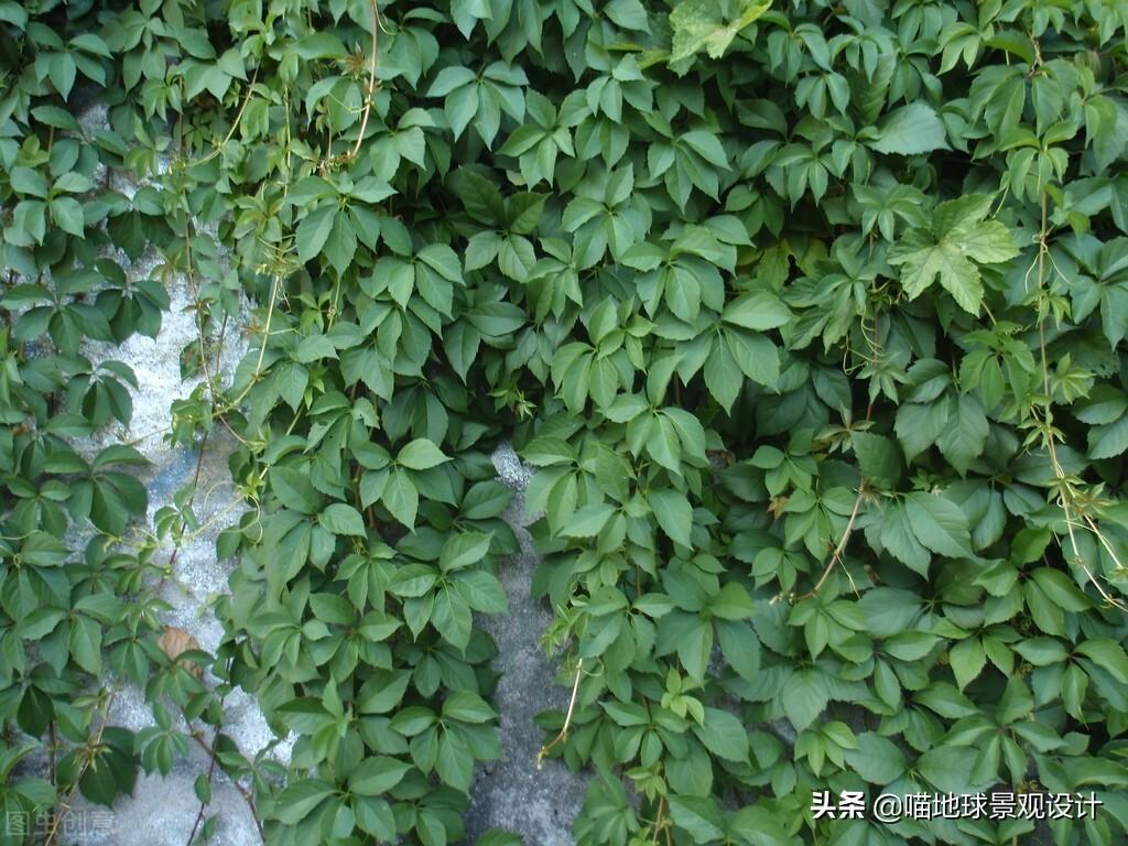 长春蔓开花吗，长春蔓和常春藤一样吗?