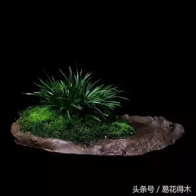 花菖蒲怎么修剪，菖蒲开花图片?