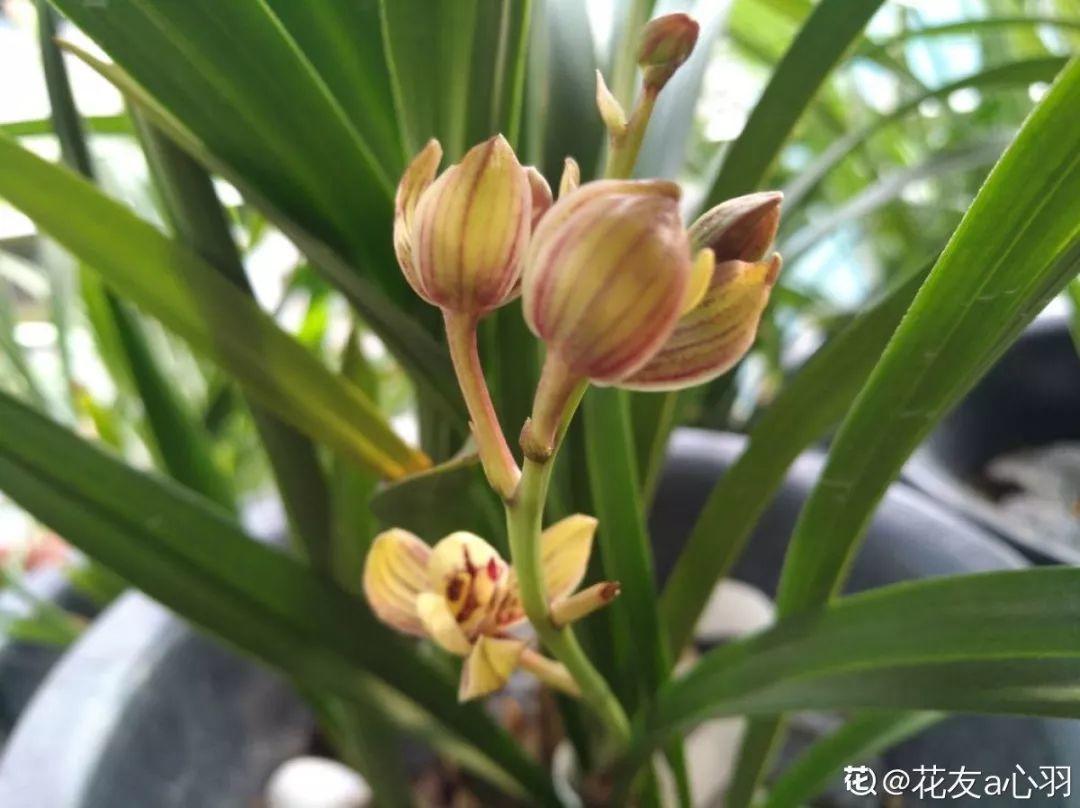春兰怎么养才能开花，春兰品种大全?