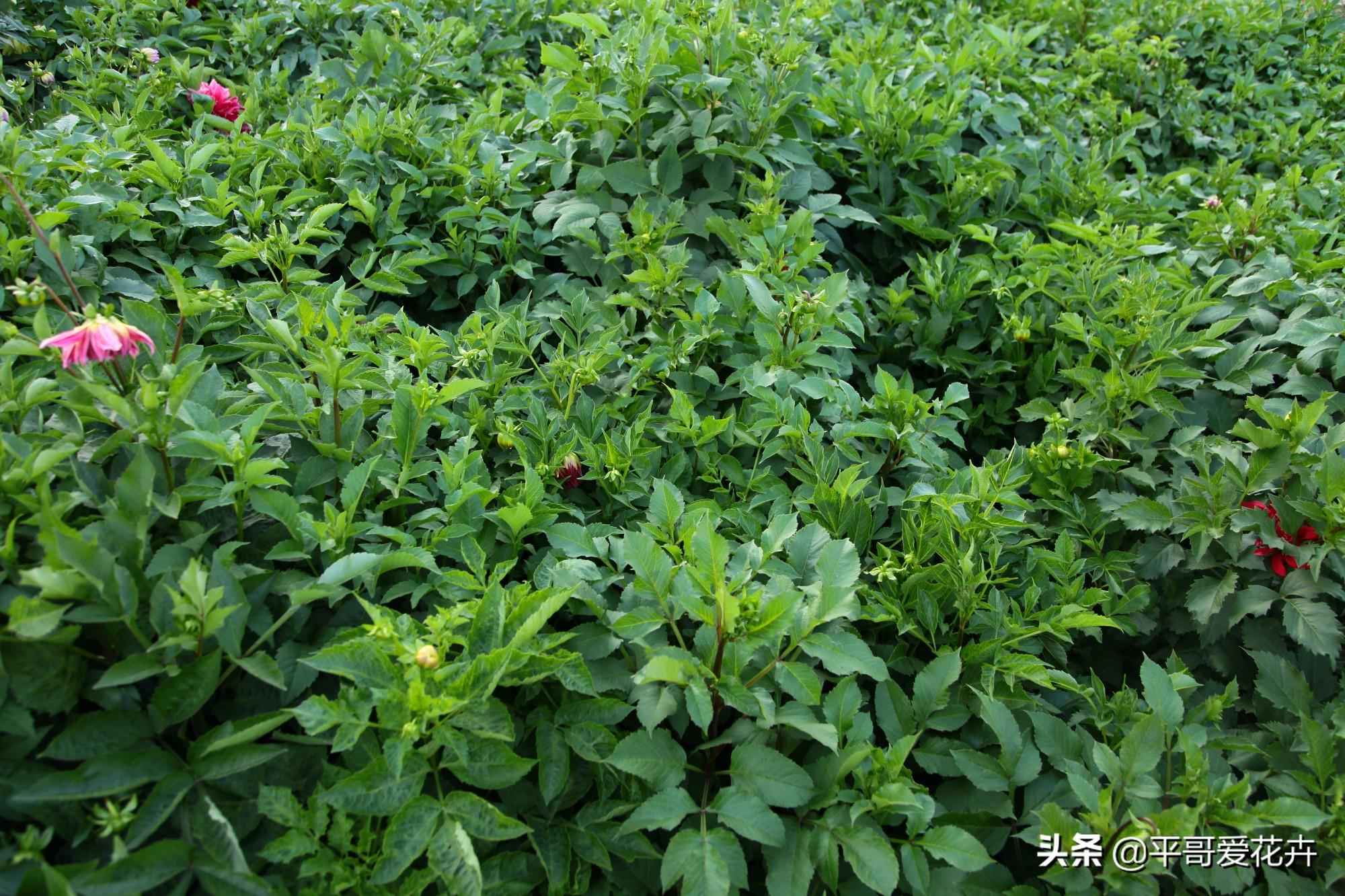 大丽花怎么过冬，冬天用挖出来吗，大丽花能活几年?
