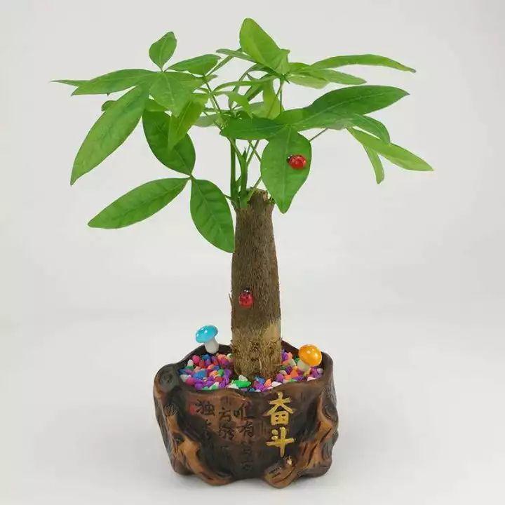 家养发财树怎样过冬，能用硫酸亚铁水浇吗，招财树冬天怎么养?