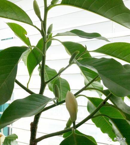 白兰花什么时候开花，地栽白兰花过冬?