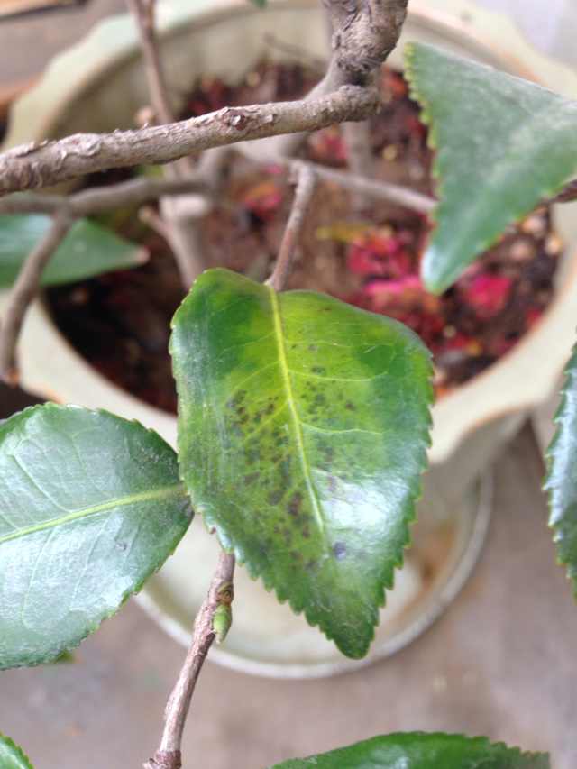茶花换盆后掉叶怎么办,茶花怎么服盆,茶花叶子掉光了能活吗? 茶花换盆后掉叶怎么办,茶花怎么服盆,茶花叶子掉光了能活吗?