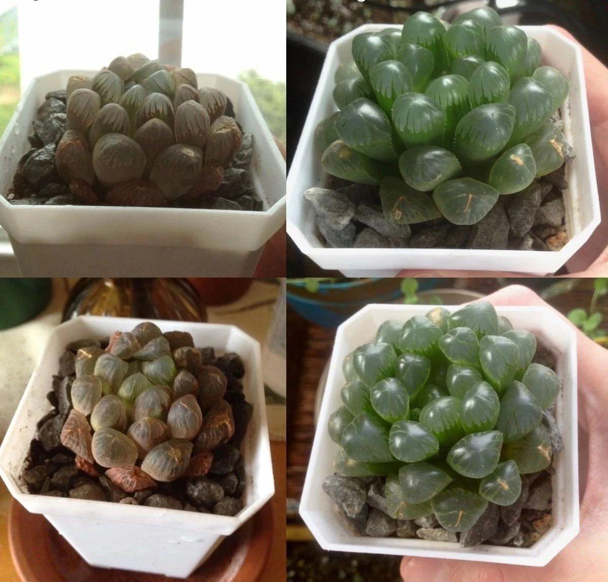 草玉露怎么浇水,这样浇叶子更透亮了!,玉露干瘪不服盆? 草玉露怎么浇水,这样浇叶子更透亮了!,玉露干瘪不服盆?