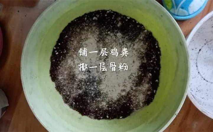 矮牵牛在什么季节开花,矮牵牛开花后要打顶吗? 矮牵牛在什么季节开花,矮牵牛开花后要打顶吗?