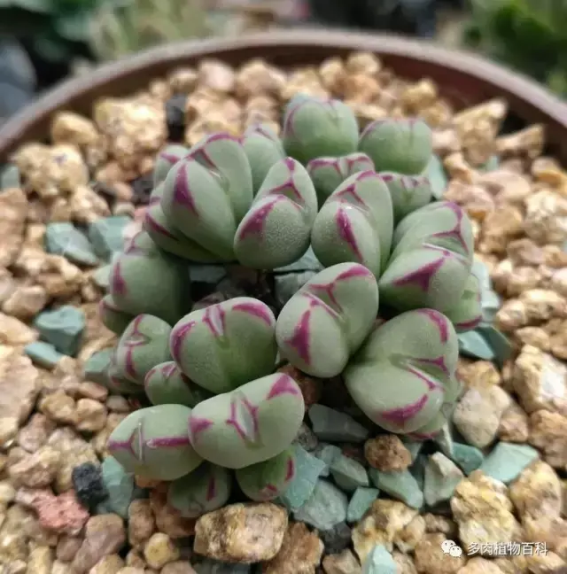 碧玉莲如何度夏,碧玉莲叶子瘪了怎么办? 碧玉莲如何度夏,碧玉莲叶子瘪了怎么办?