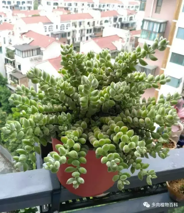 碧玉莲如何度夏,碧玉莲叶子瘪了怎么办? 碧玉莲如何度夏,碧玉莲叶子瘪了怎么办?