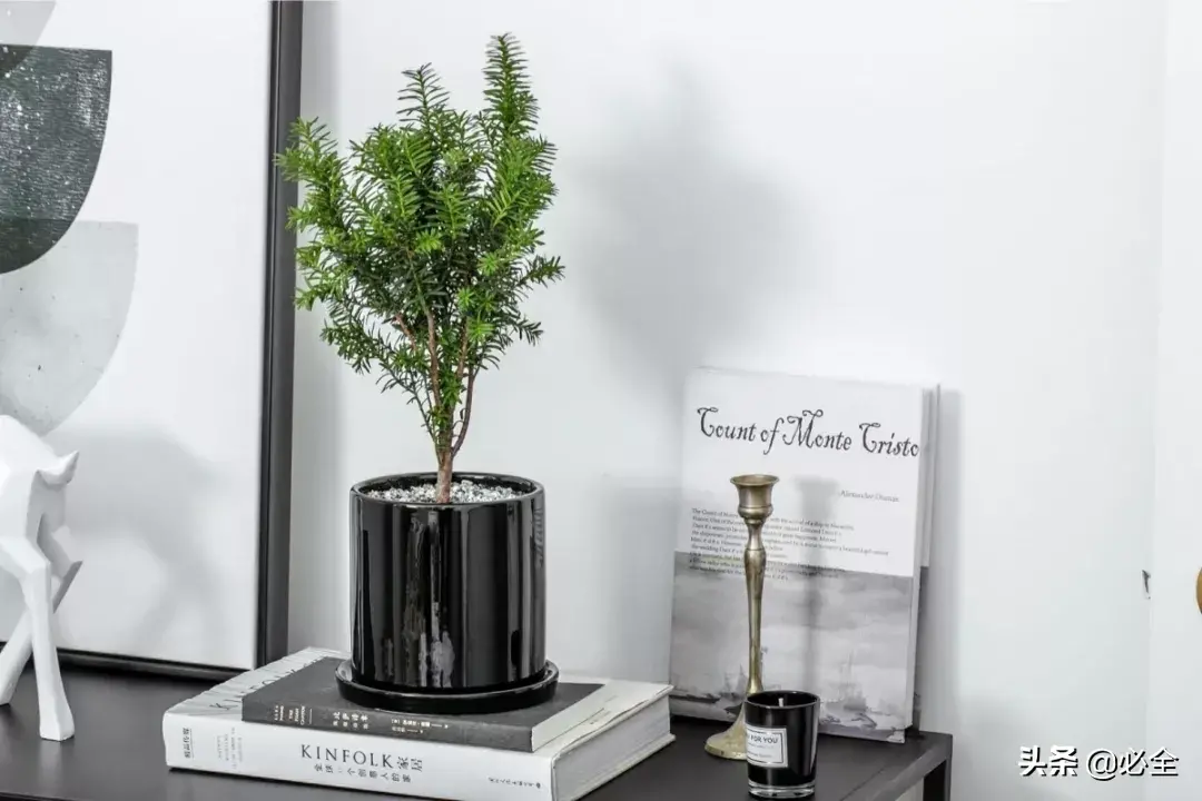 曼地亚红豆杉怎么换盆,红豆杉品种哪个最贵? 曼地亚红豆杉怎么换盆,红豆杉品种哪个最贵?
