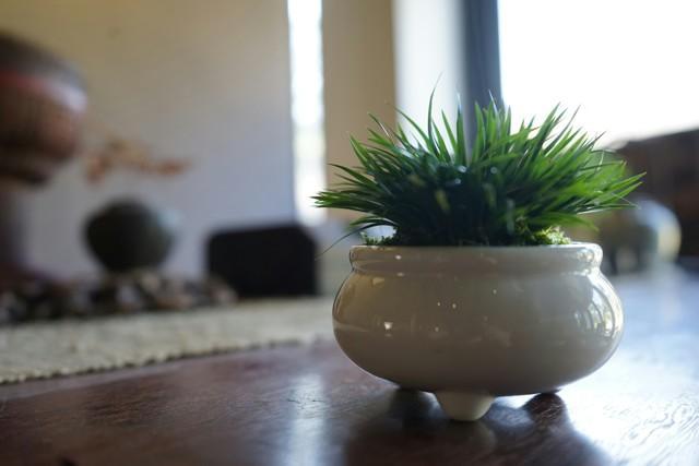 菖蒲怎么浇水，菖蒲叶尖干枯怎么办?