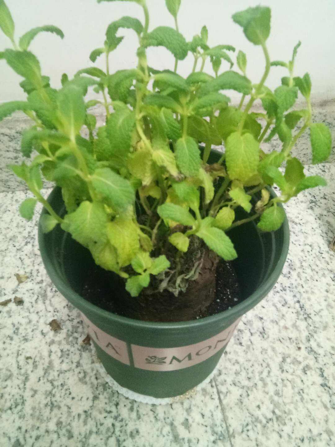 薄荷播种方法和时间，薄荷可以一年四季种吗，薄荷四季常青吗?