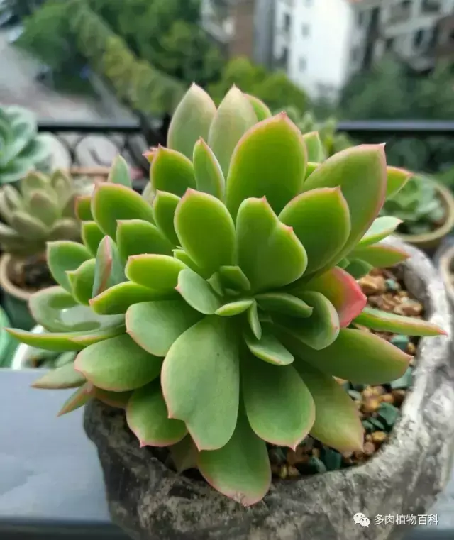 碧玉莲如何度夏,碧玉莲叶子瘪了怎么办? 碧玉莲如何度夏,碧玉莲叶子瘪了怎么办?