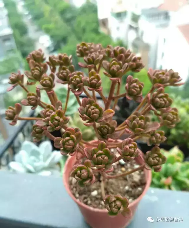 碧玉莲如何度夏,碧玉莲叶子瘪了怎么办? 碧玉莲如何度夏,碧玉莲叶子瘪了怎么办?