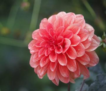 大丽花春天怎么浇水，巨花型大丽花?