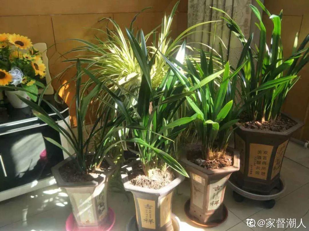 春兰怎么养才能开花，春兰品种大全?