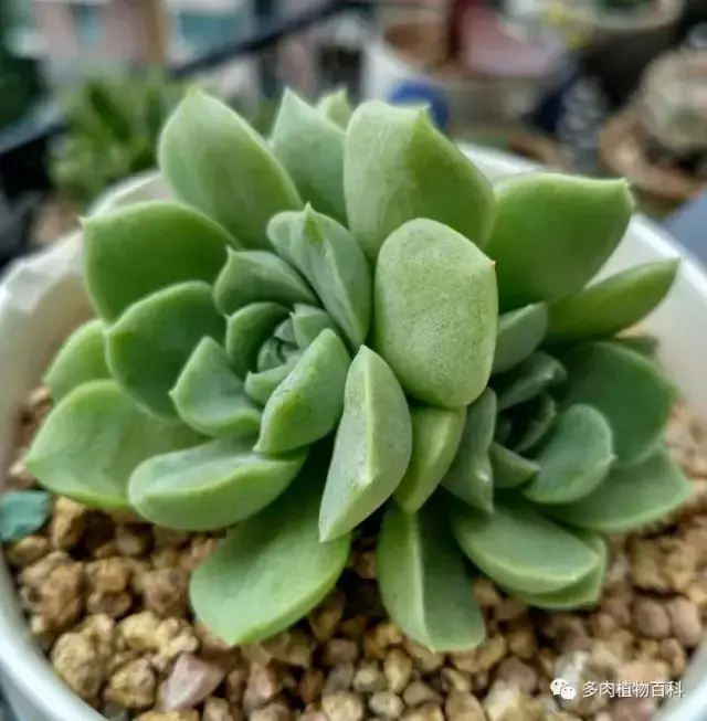 碧玉莲如何度夏,碧玉莲叶子瘪了怎么办? 碧玉莲如何度夏,碧玉莲叶子瘪了怎么办?
