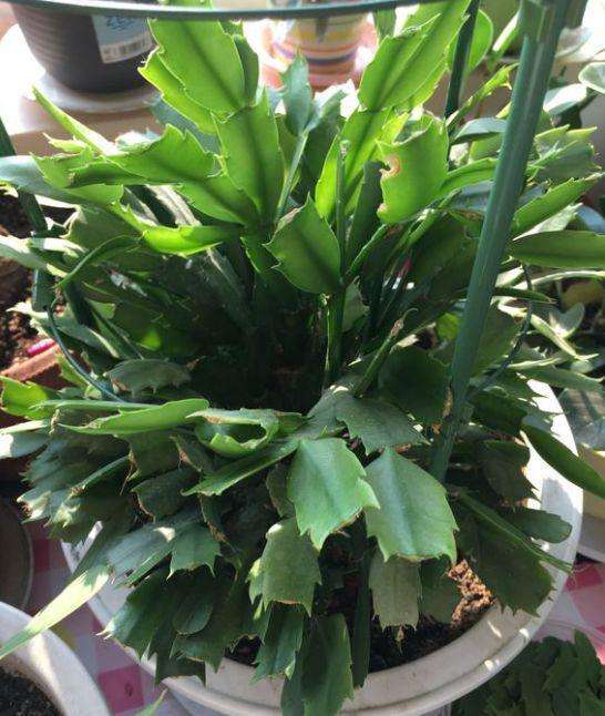 蟹爪兰花后应怎样养护，扣水