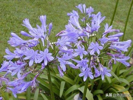 百子莲怎么过冬，百子莲北方室内过冬?