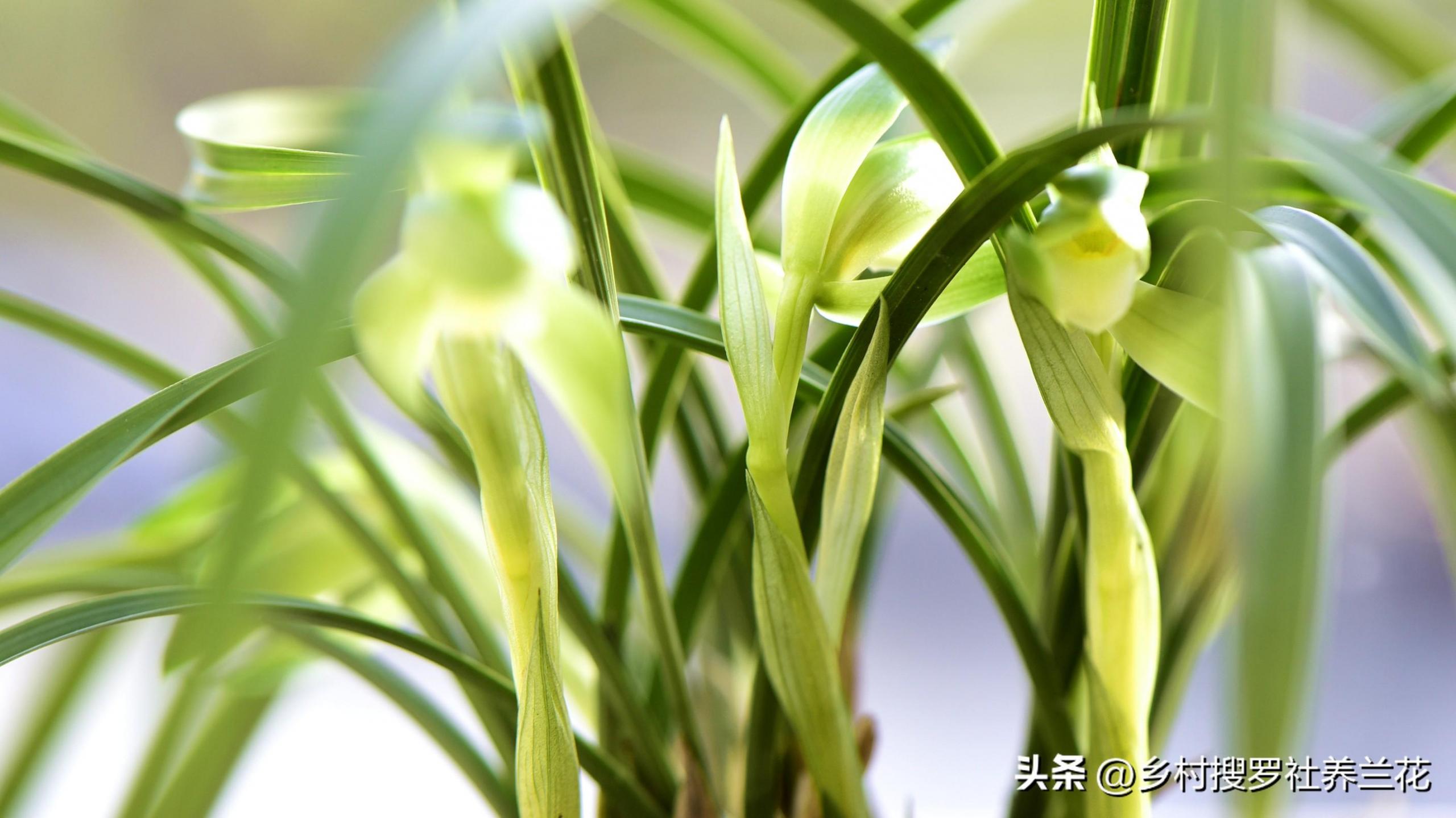 春兰怎么繁殖，兰花种子繁殖技术?