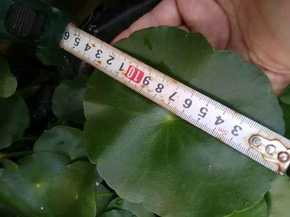 长寿花施肥方法,用什么肥好,长寿花用什么肥好什么时候施肥合适? 长寿花施肥方法,用什么肥好,长寿花用什么肥好什么时候施肥合适?