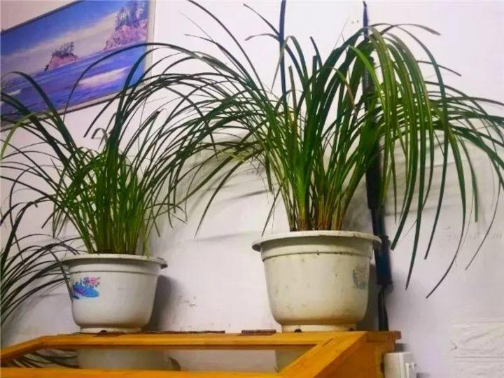 春兰怎么养才能开花，春兰品种大全?