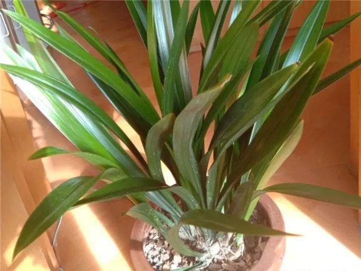春兰怎么养才能开花，春兰品种大全?