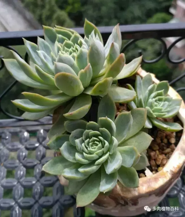 碧玉莲如何度夏,碧玉莲叶子瘪了怎么办? 碧玉莲如何度夏,碧玉莲叶子瘪了怎么办?