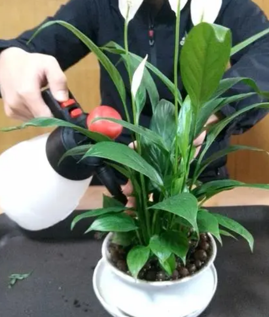 白掌叶子长势茂盛就是不开花的原因,形容花草长得十分茂盛? 白掌叶子长势茂盛就是不开花的原因,形容花草长得十分茂盛?