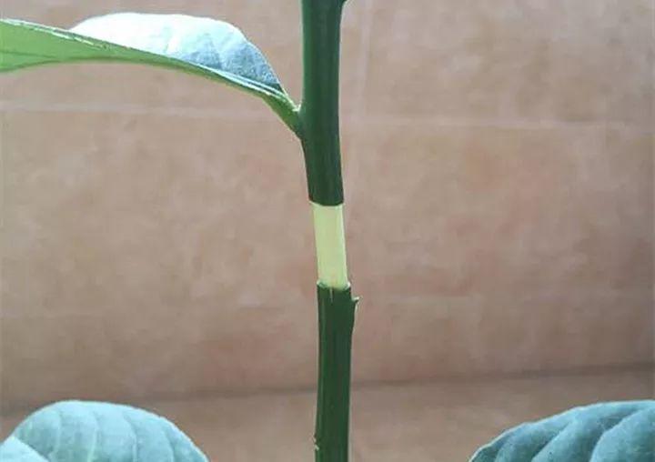 茶花压条多久生根,空中压条繁殖技术,腊梅压条繁殖时间? 茶花压条多久生根,空中压条繁殖技术,腊梅压条繁殖时间?