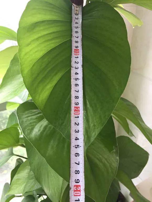 长寿花施肥方法,用什么肥好,长寿花用什么肥好什么时候施肥合适? 长寿花施肥方法,用什么肥好,长寿花用什么肥好什么时候施肥合适?