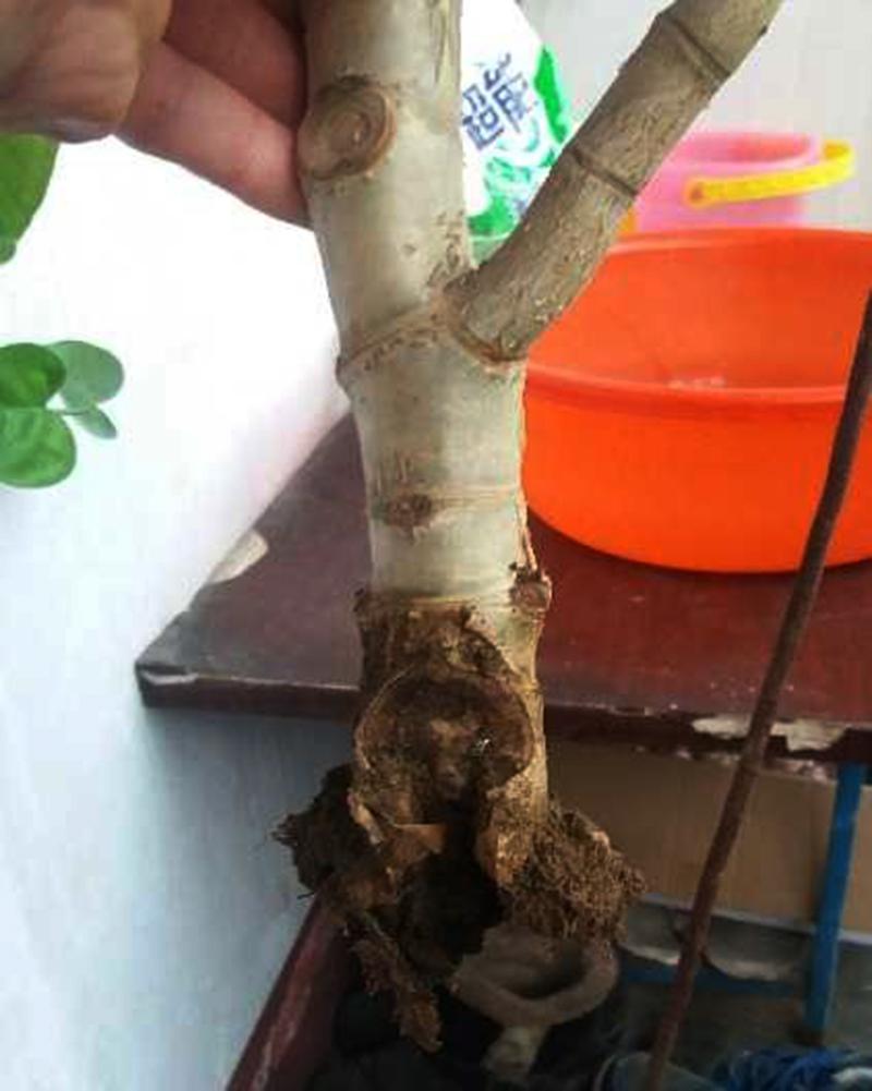 不夜城的分株繁殖,蝴蝶兰是怎么繁殖的? 不夜城的分株繁殖,蝴蝶兰是怎么繁殖的?