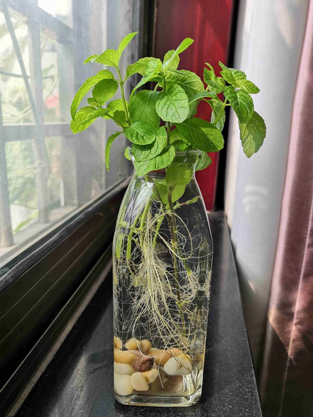 薄荷播种方法和时间，薄荷可以一年四季种吗，薄荷四季常青吗?