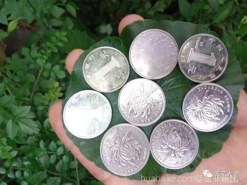 长寿花施肥方法,用什么肥好,长寿花用什么肥好什么时候施肥合适? 长寿花施肥方法,用什么肥好,长寿花用什么肥好什么时候施肥合适?
