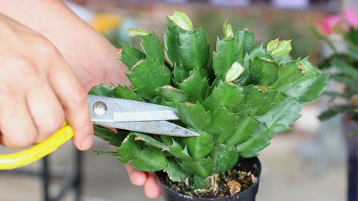 蟹爪兰花后应怎样养护，扣水