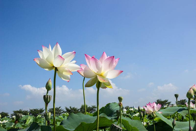 桂花是哪个城市的市花，开花季节，桂花是哪个季节开花?