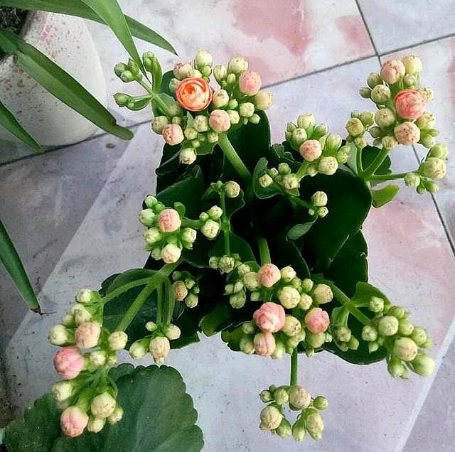 长寿花施肥时间,施肥后叶软发黄怎么办,长寿花叶尖干黄怎么办? 长寿花施肥时间,施肥后叶软发黄怎么办,长寿花叶尖干黄怎么办?
