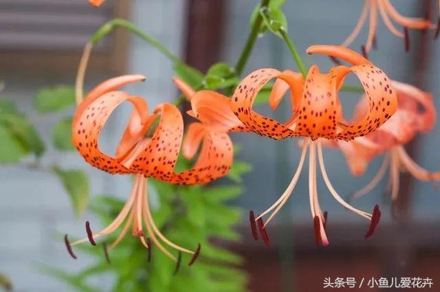 百合开花之后怎么处理,百合一年开花几次,如何让百合分叉多开花? 百合开花之后怎么处理,百合一年开花几次,如何让百合分叉多开花?