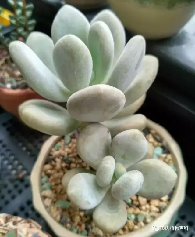 碧玉莲如何度夏,碧玉莲叶子瘪了怎么办? 碧玉莲如何度夏,碧玉莲叶子瘪了怎么办?